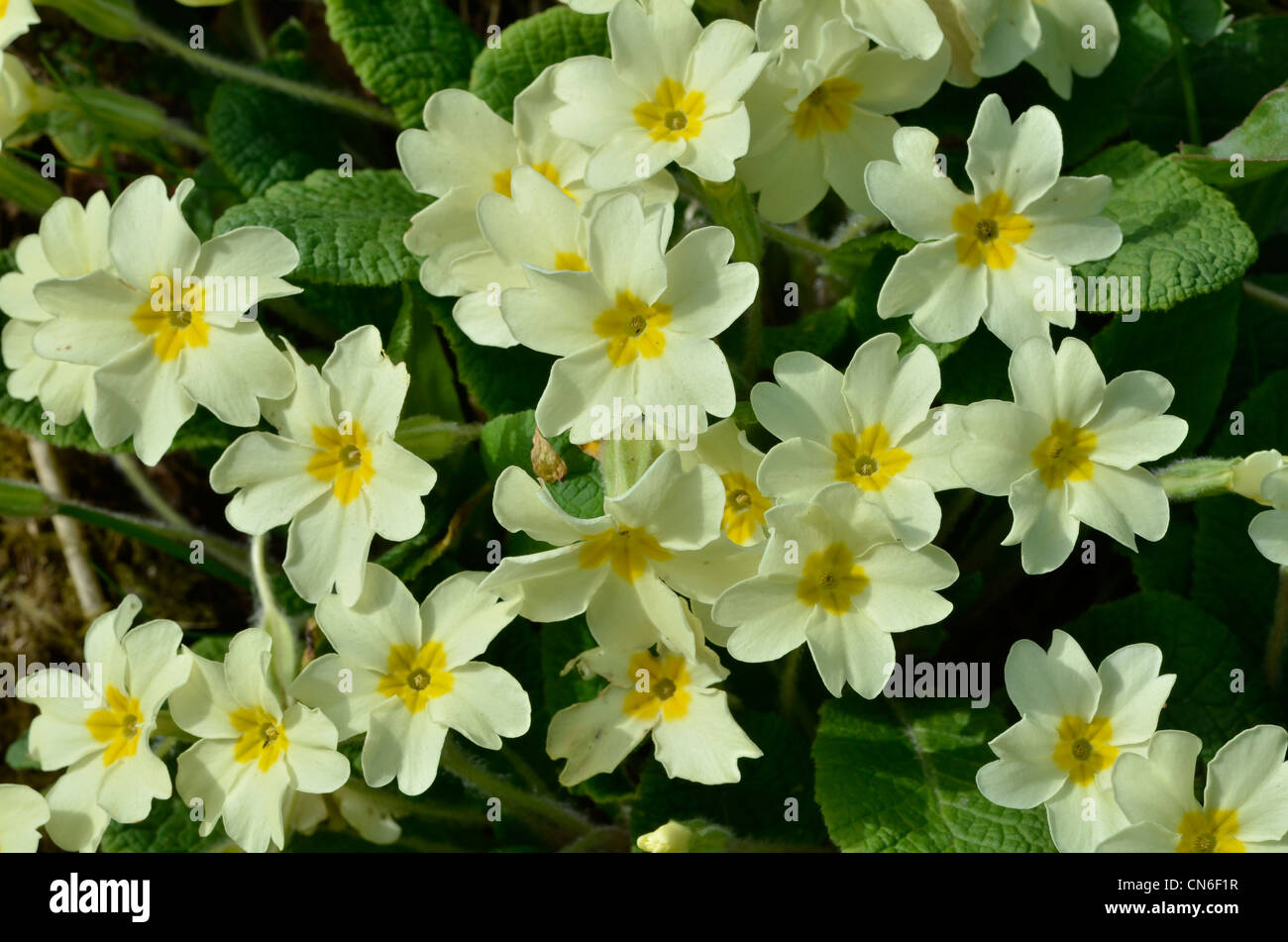Close-up image of the sulphur yellow flowers of the early springtime flower 'primrose' / Primula vulgaris. Wild primroses, primroses in the wild. Stock Photo