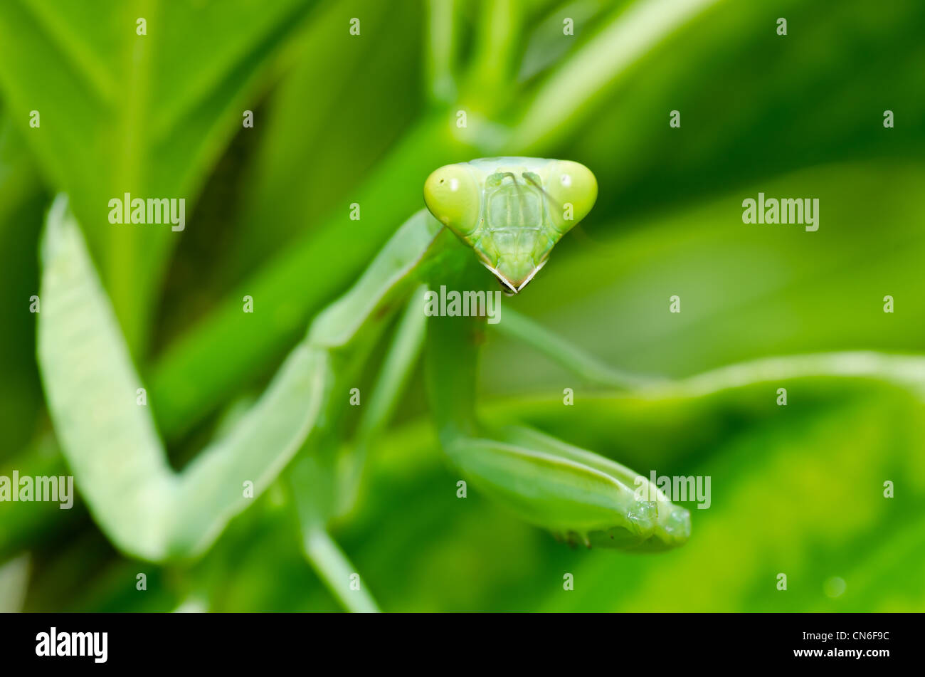 mantis in green nature or in garden Stock Photo