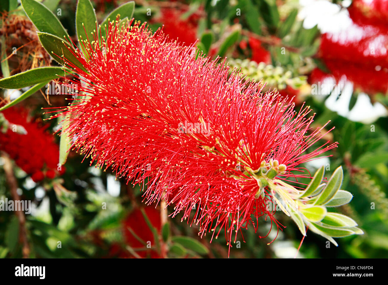 Bottlebrush plant (Callistemon citrinus) Stock Photo