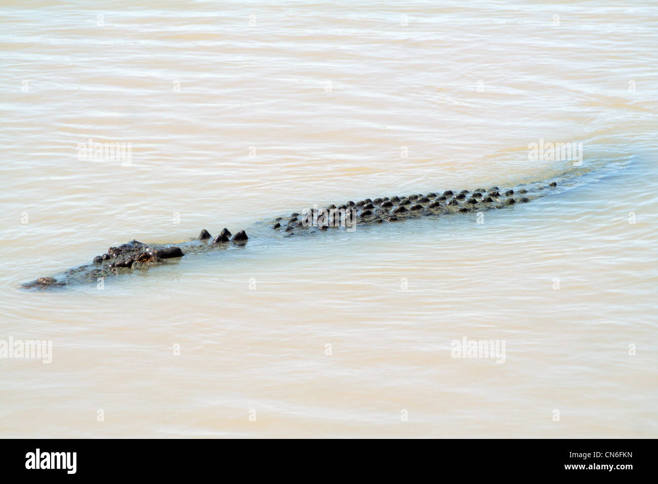 Crocodile in the Adelaide River, Northern Territory, Australia Stock Photo