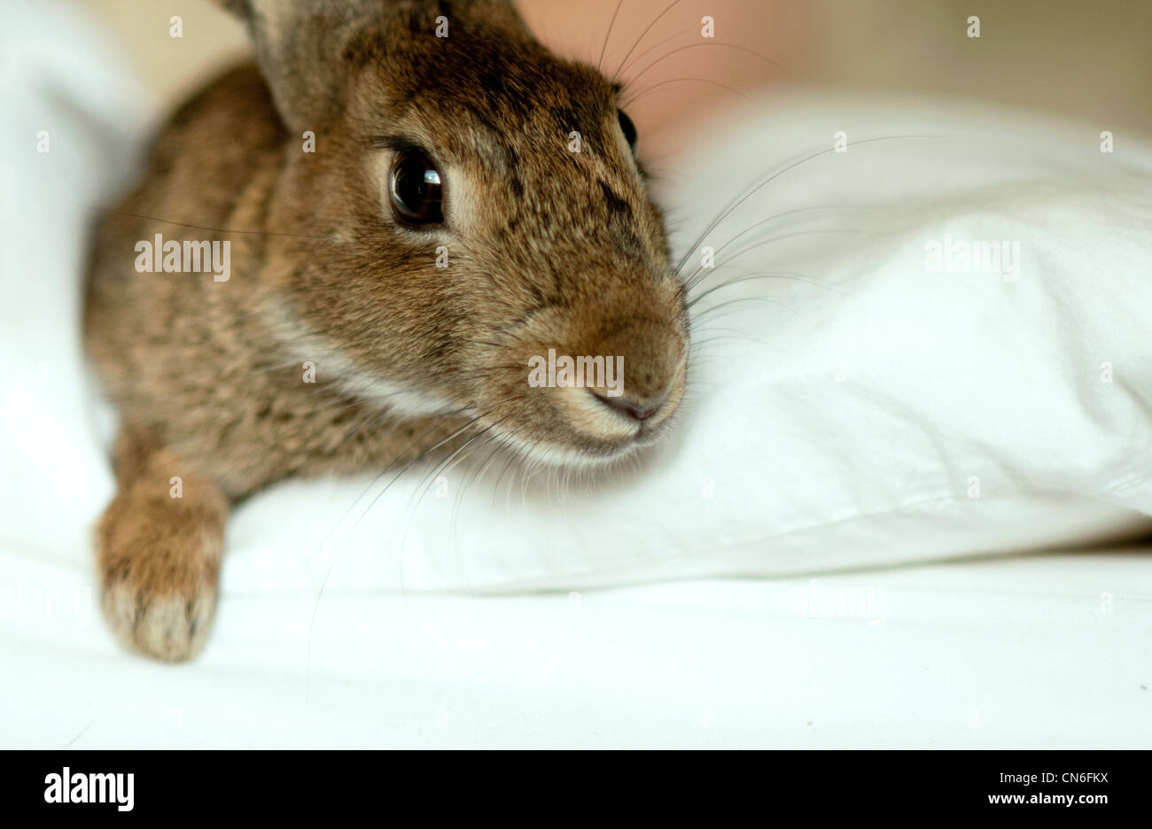 Domesticated wild rabbit lying on a white cloth Stock Photo - Alamy