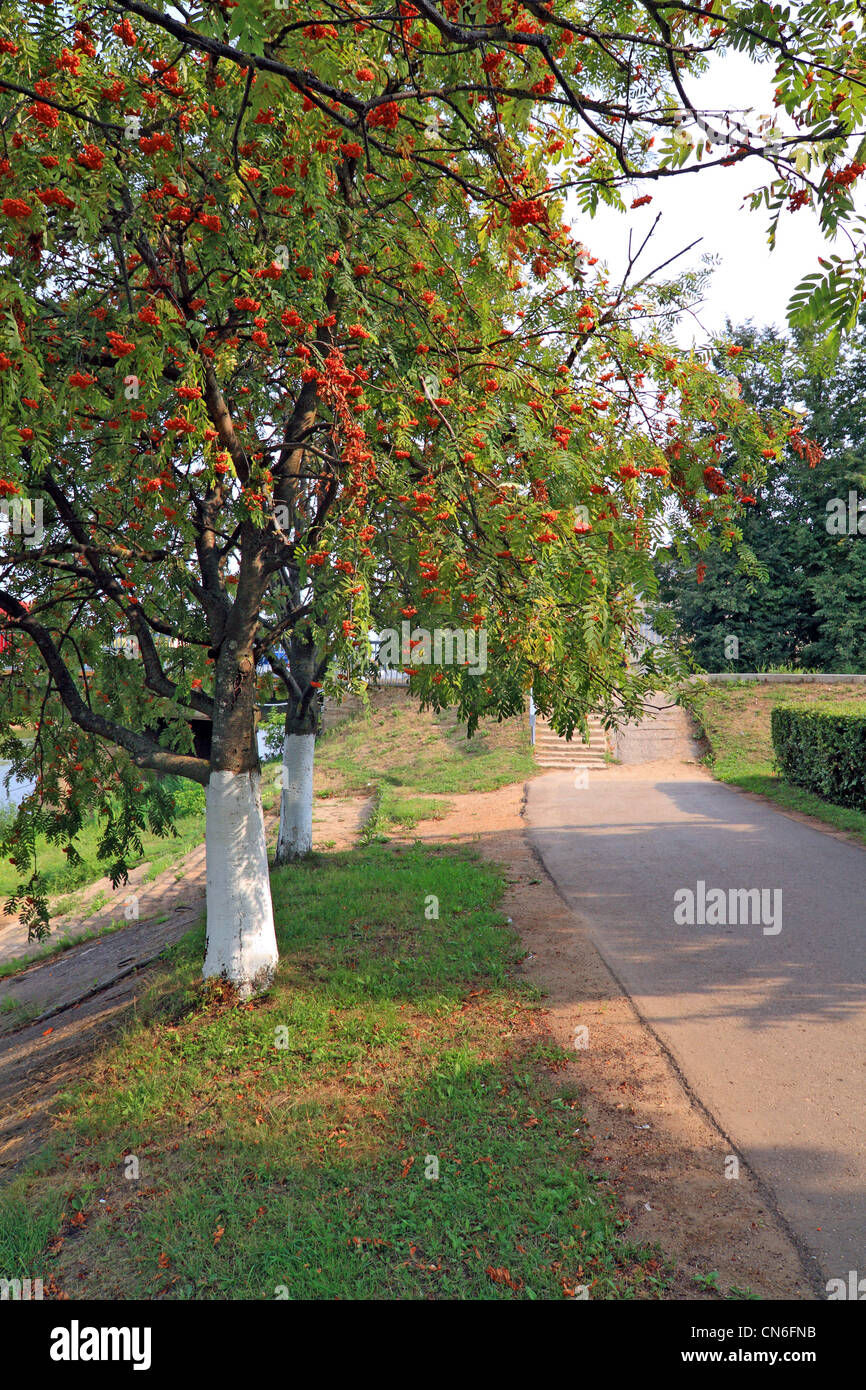 red rowanberry in autumn town park Stock Photo