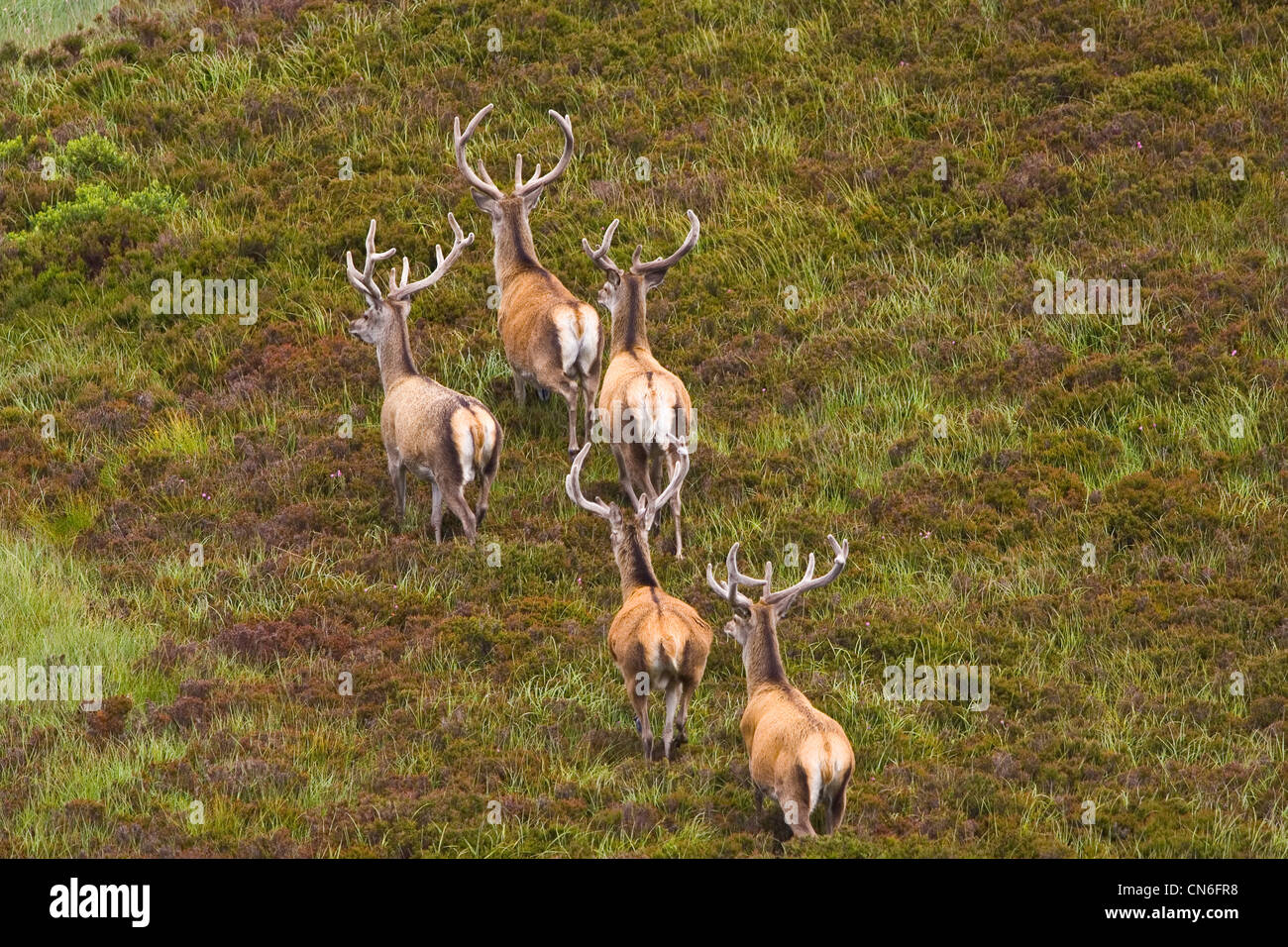 Red Deer, Scotland, United Kingdom Stock Photo