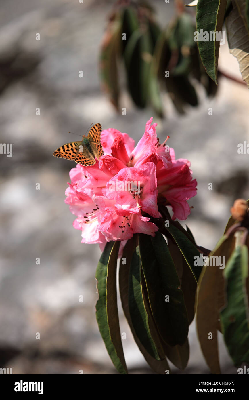 Nepali rhododendron - Nepal Stock Photo - Alamy