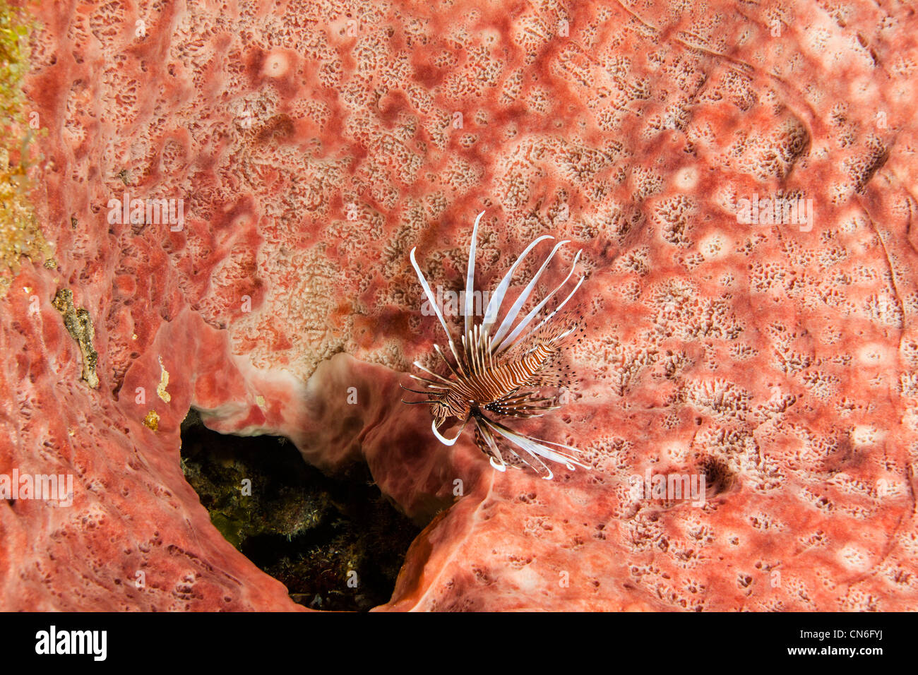 Young lionfish swimming into a small opening in some pink coral, in Cozumel Mexico Stock Photo