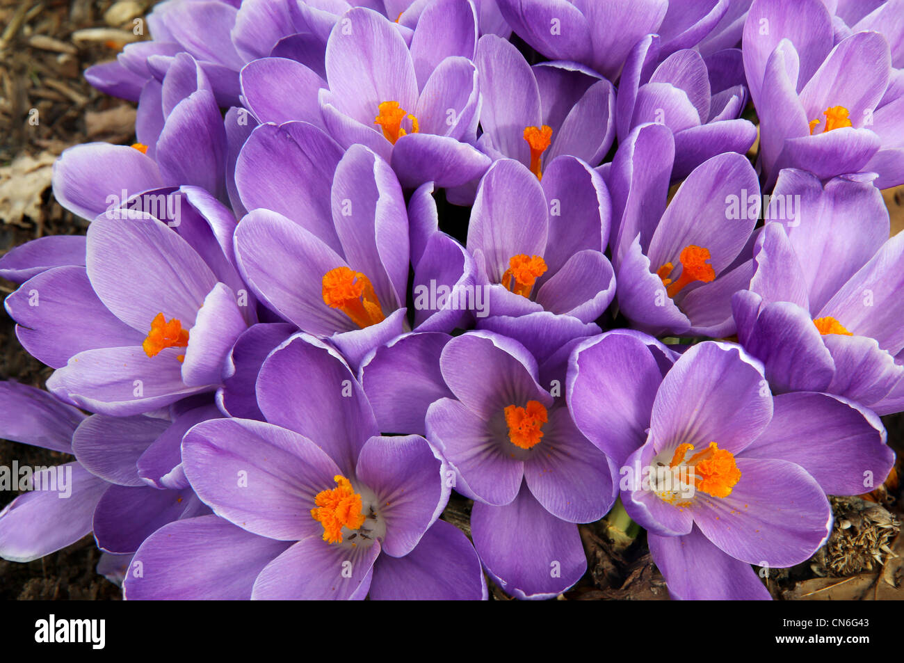 Purple and orange flowers hi-res stock photography and images - Alamy