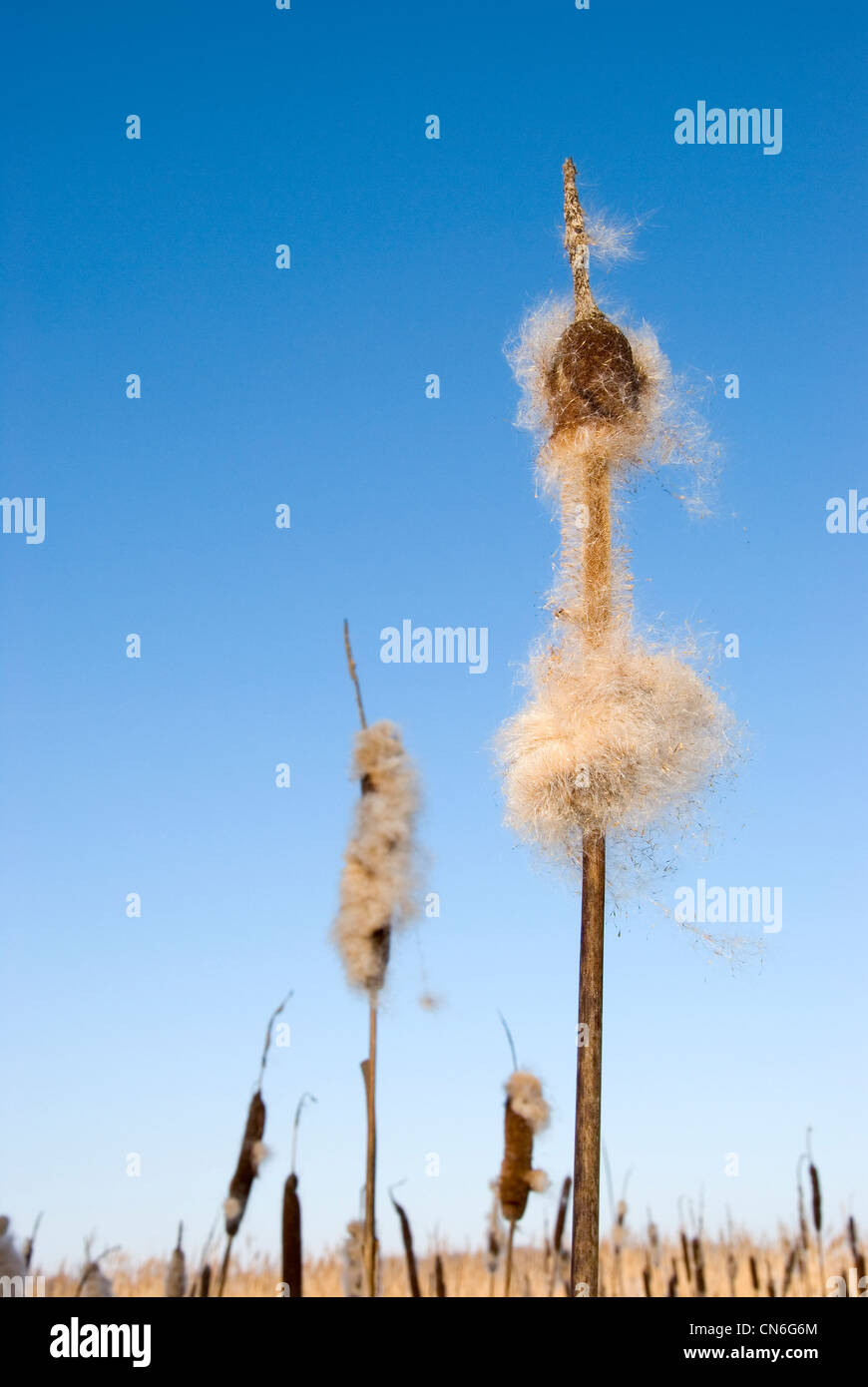 Stalks Vs Reeds Seedy reed stalks and head Stock Photo - Alamy