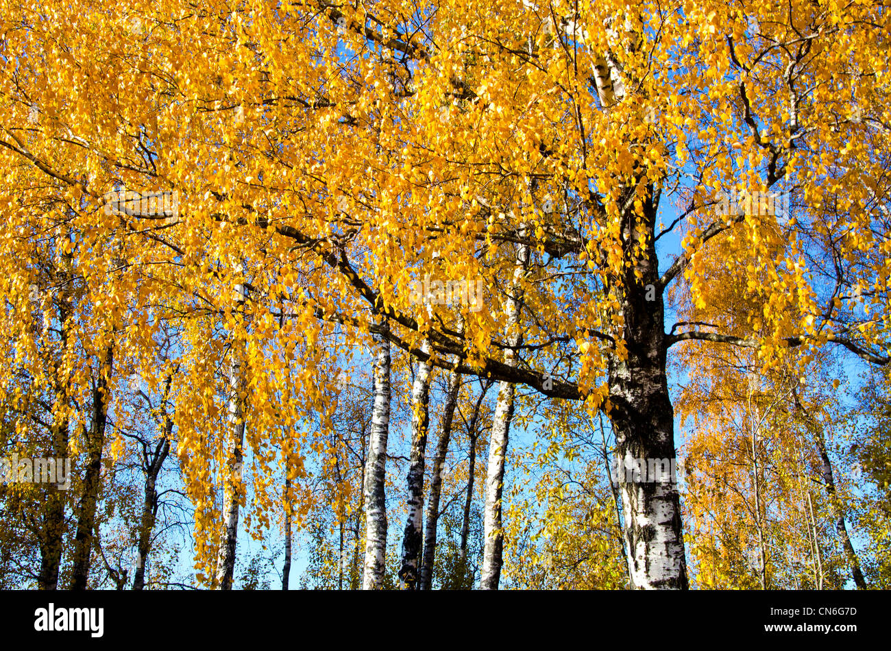 Background of birch tree trunks branches and yellow golden leaves in ...
