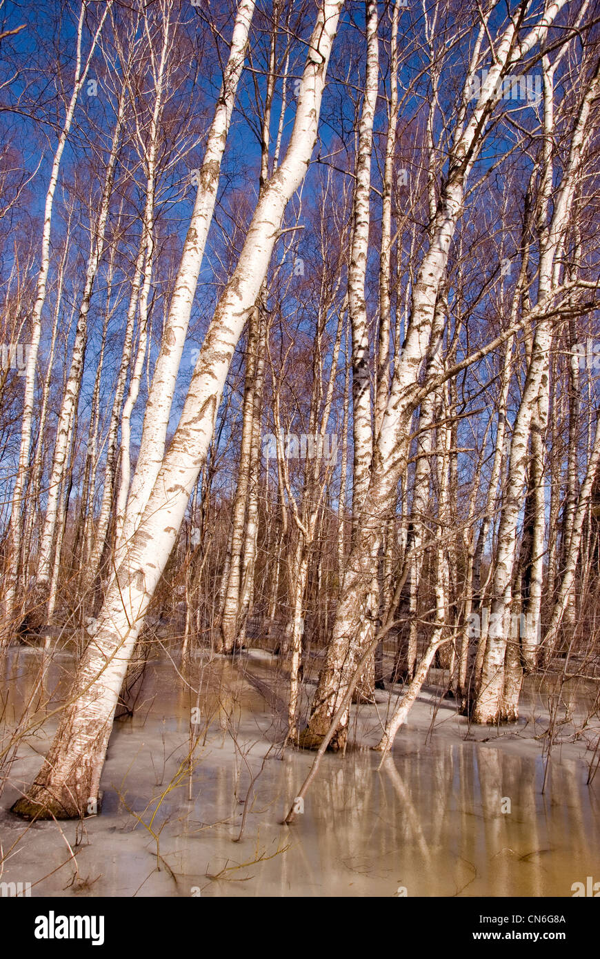 Background of natural birch tree forest trunks branches and snow defrosting in spring. Stock Photo