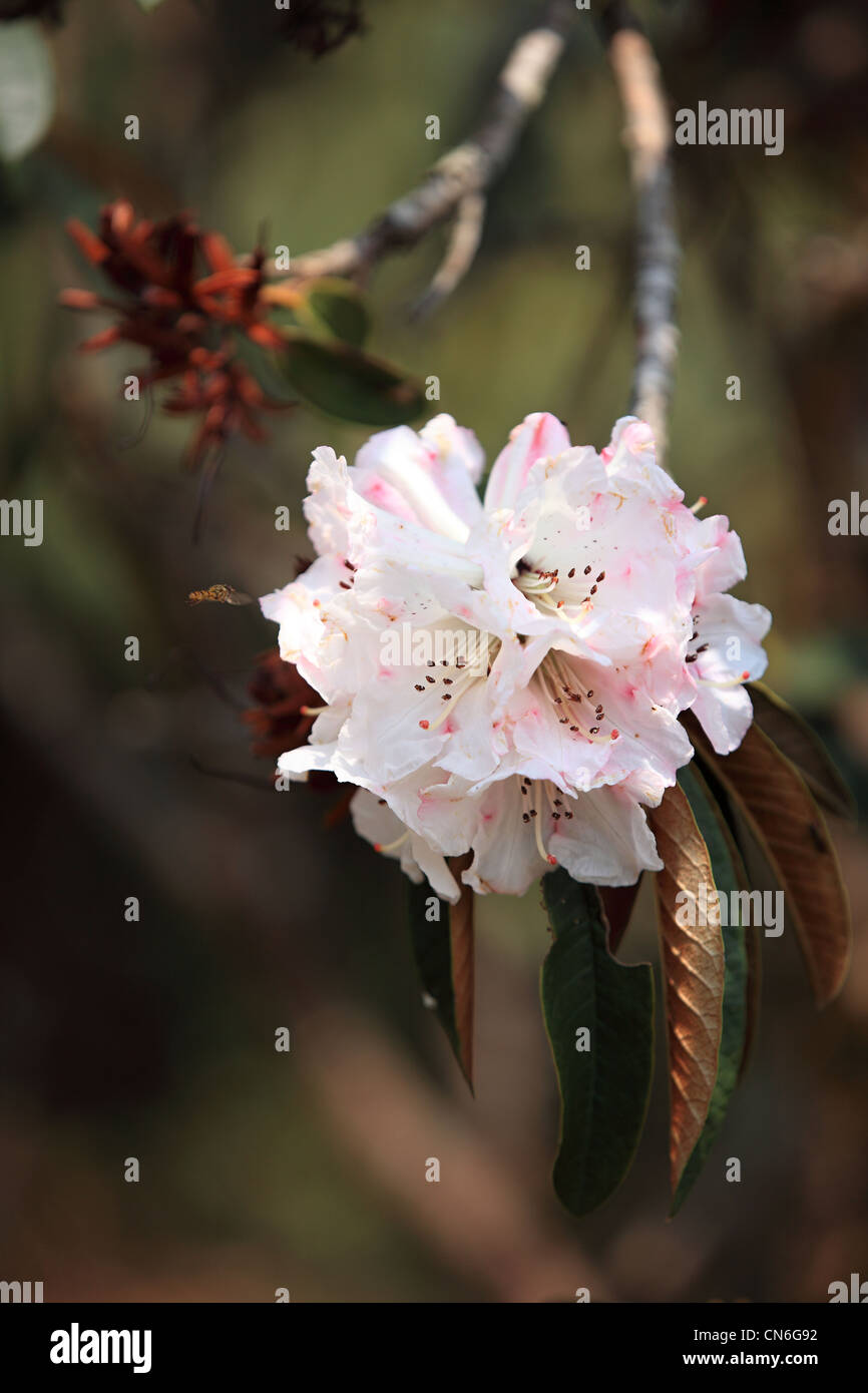 Nepali rhododendron - Nepal Stock Photo - Alamy