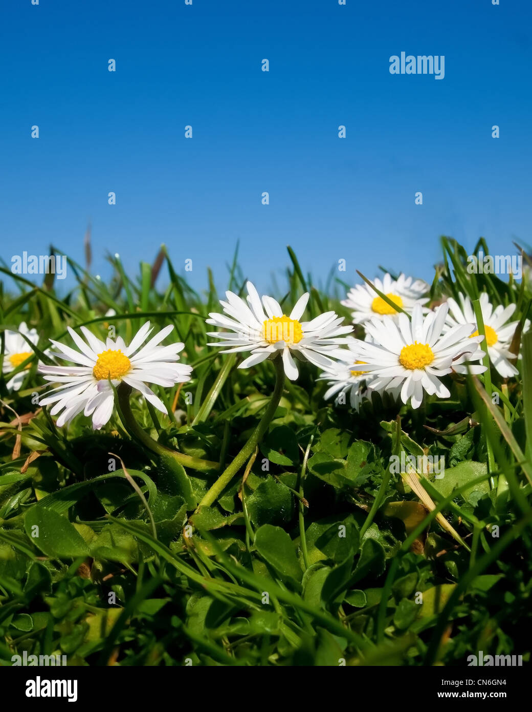 Wild daisy flowers in green grass against a blue sky Stock Photo