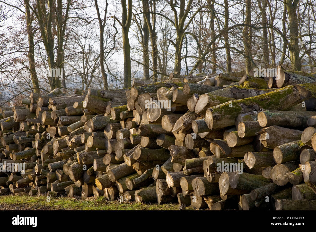 Pile of beech wood logs being seasoned , Gloucestershire, United