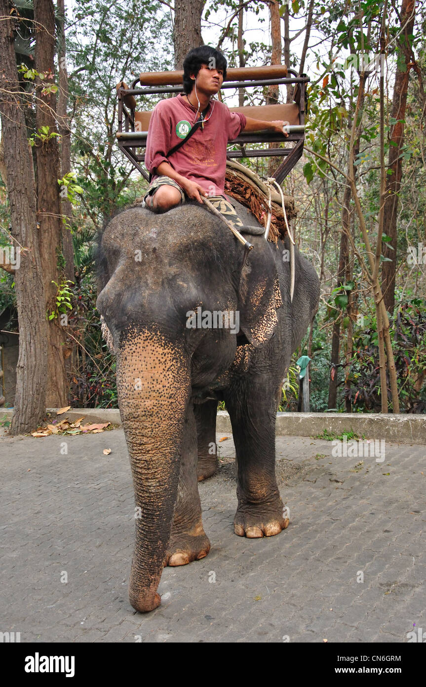 Mahout with elephant at Chiang Mai Zoo, Chiang Mai, Chiang Mai Province, Thailand Stock Photo
