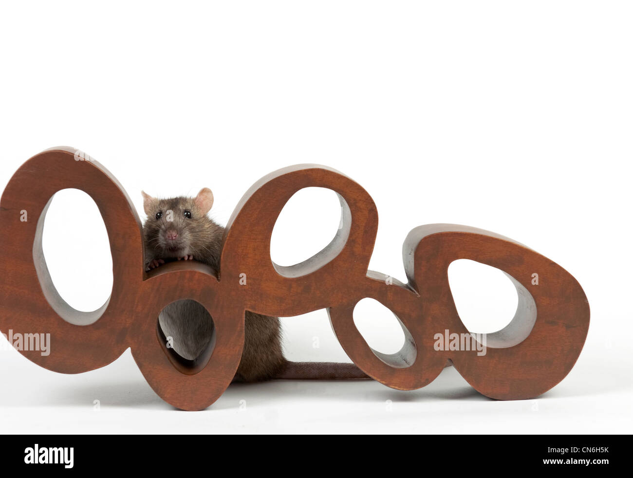 Pet rat climbing on a wooden sculpture Stock Photo Alamy