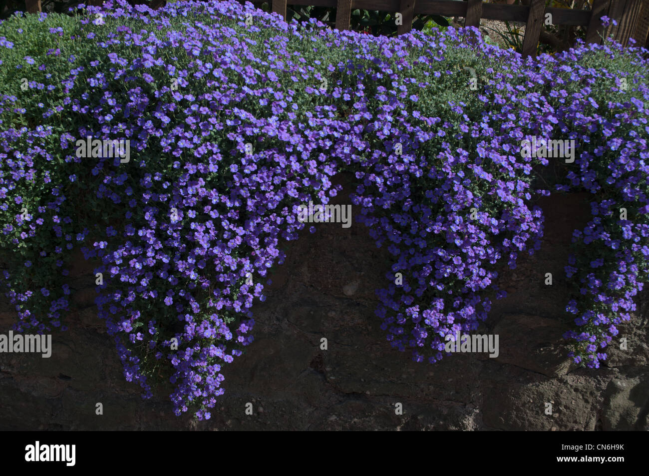 Aubretia (Aubrecia) vibrant purple flowers Stock Photo