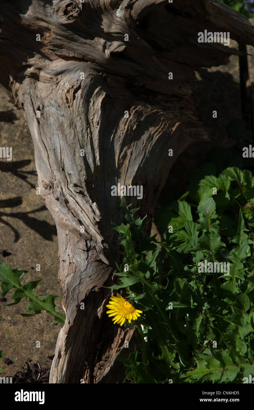 dandelion plant with flower against deadwood garden feature Stock Photo