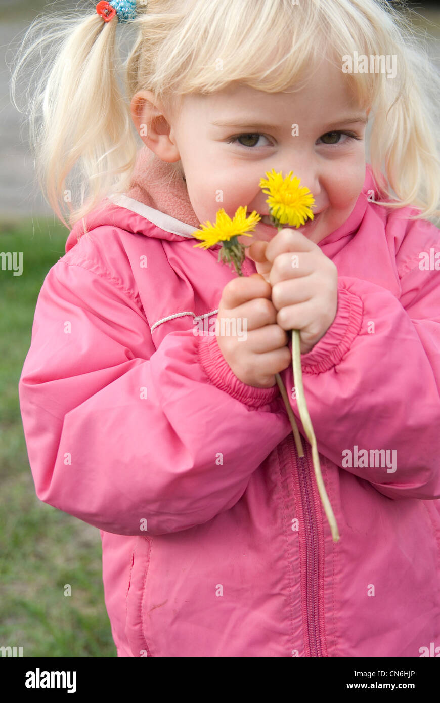 Portrait of a Little Girl Holding Dandelions, Toronto, Ontario Stock ...