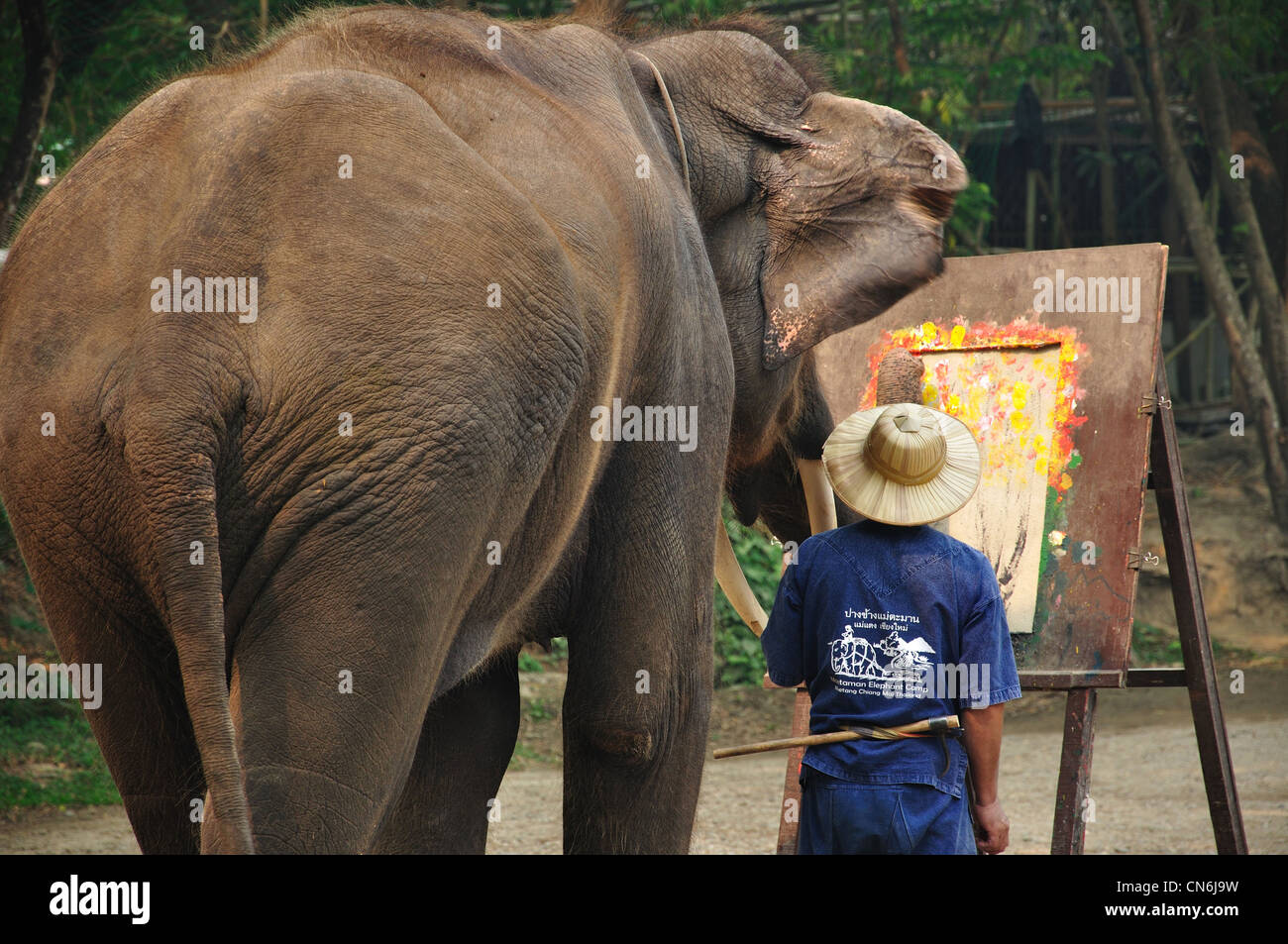 Elephant painting a picture at The Elephant Show, Maetaman Elephant