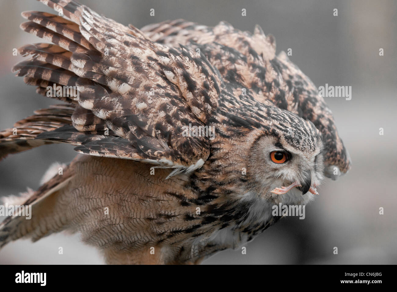 Eurasian Eagle-Owl 'Bubo Bubo' Stock Photo
