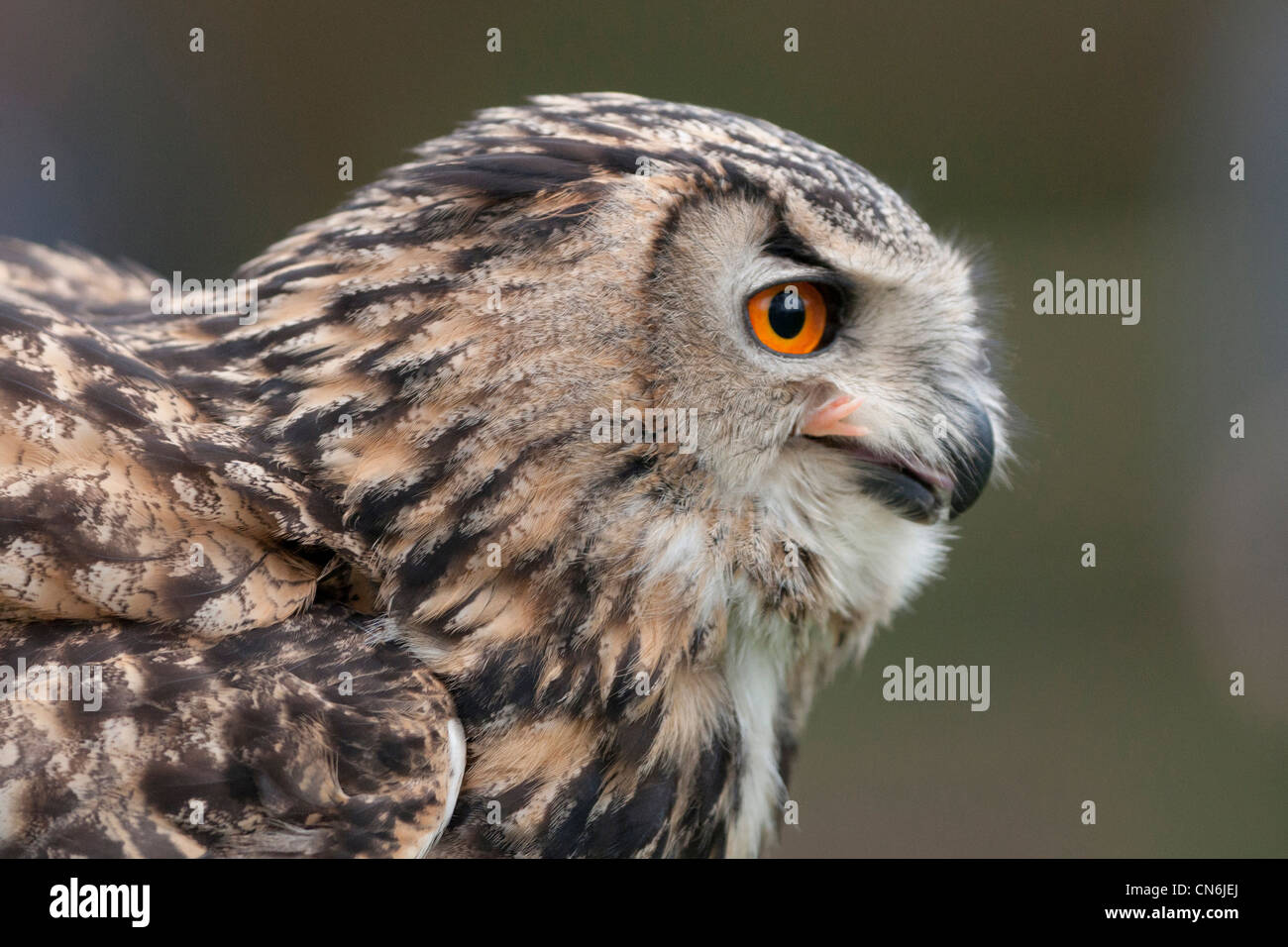 Eurasian eagle-owl (Bubo bubo) Stock Photo