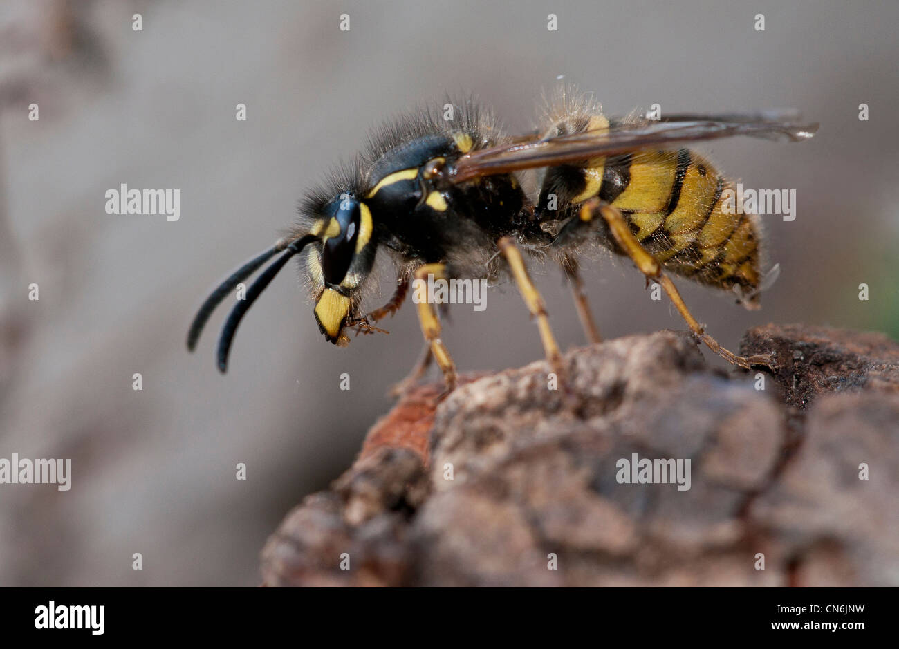 Queen Wasp (Vespula vulgaris Stock Photo Alamy
