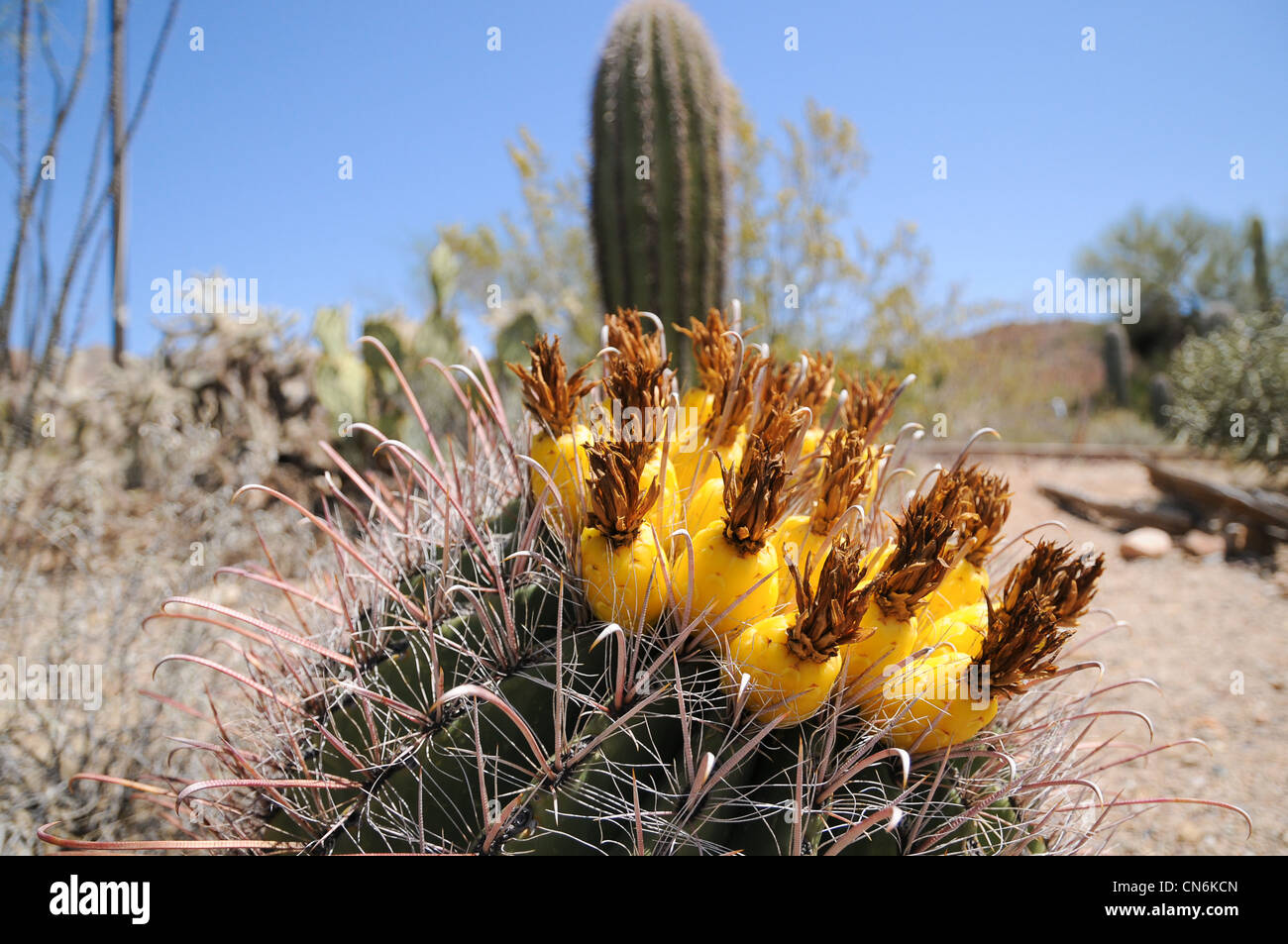 Fishhook barrel cactus with yellow fruit and saguaro cactus against blue sky in Sonoran desert at Saguaro National Park Stock Photo