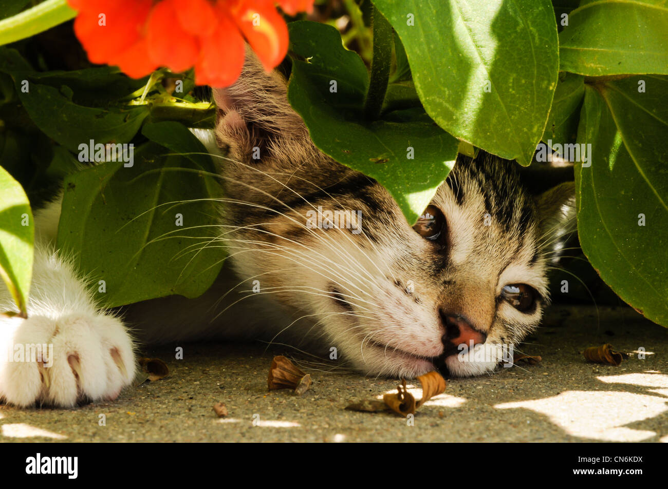 Gray, white and black cat playing  in flowerbed with orange flowwer Stock Photo