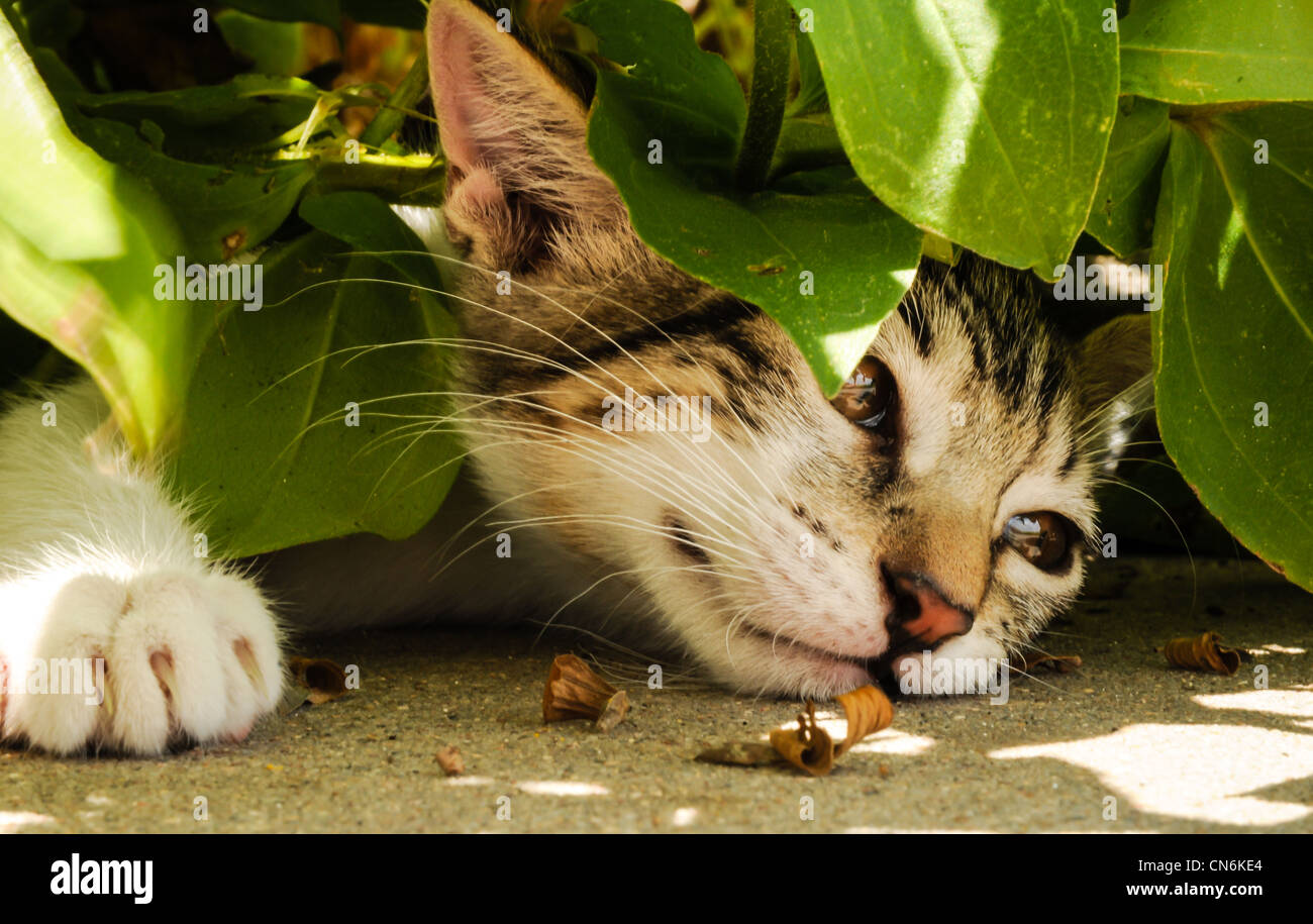 Gray, white and black cat playing in flower bed Stock Photo