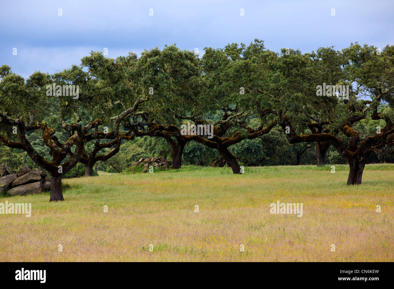 Portugal, Alentejo tree Stock Photo Alamy