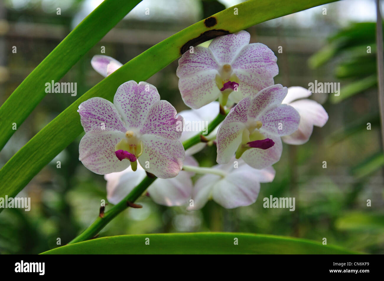 Orchid plant at Orchid Farm near Chiang Mai, Chiang Mai Province, Thailand Stock Photo