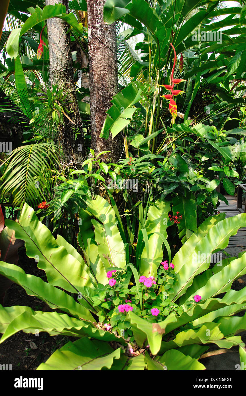 Tropical plants at Orchid Farm near Chiang Mai, Chiang Mai Province, Thailand Stock Photo