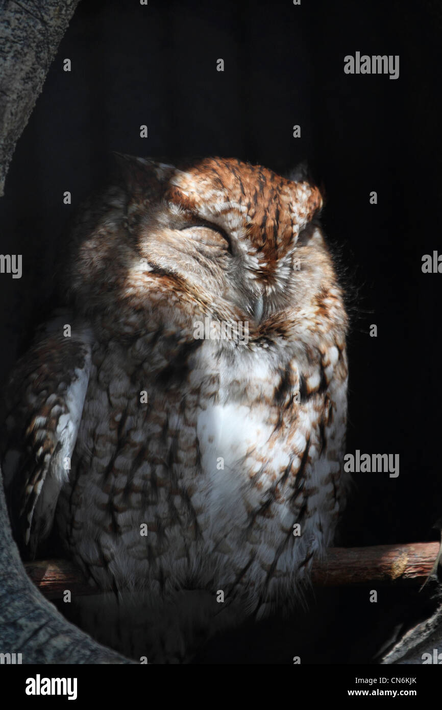 An Eastern Screech Owl, Megascops asio, sleeping in its hollow. Bergen County Zoo, Paramus, New Jersey, USA Stock Photo