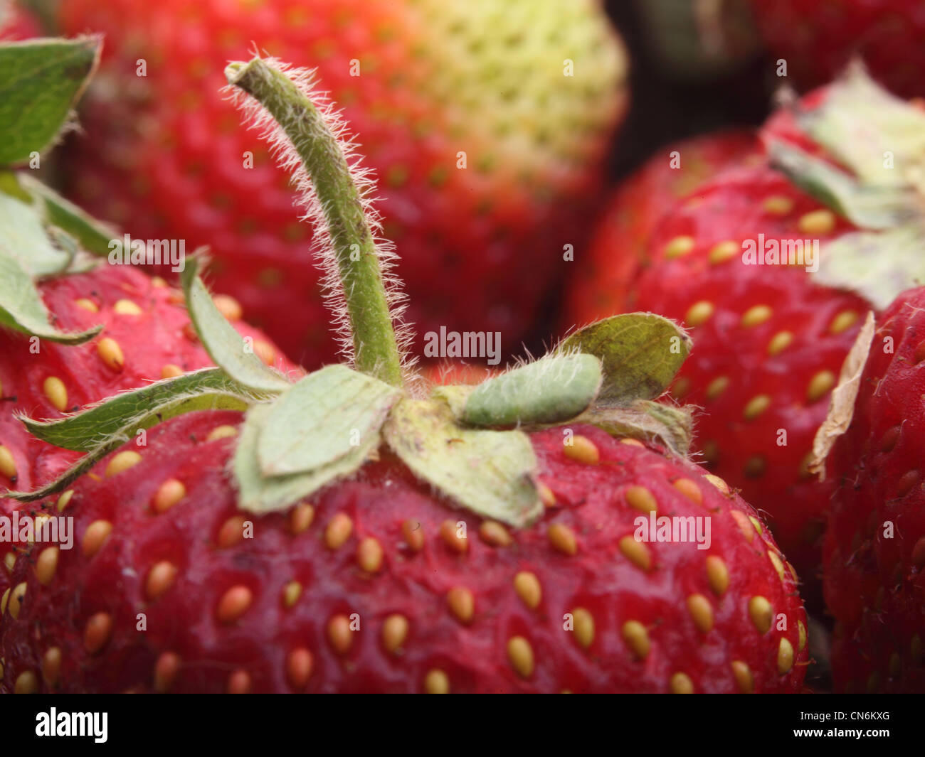 Fresh red strawberry for background Stock Photo - Alamy