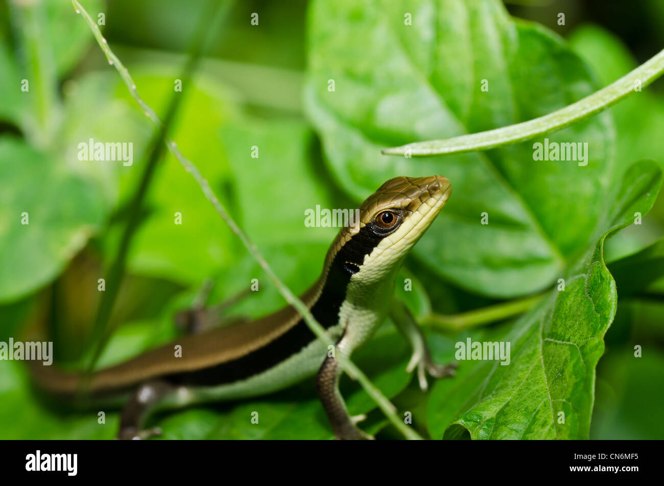 Skink in garden or in green nature Stock Photo