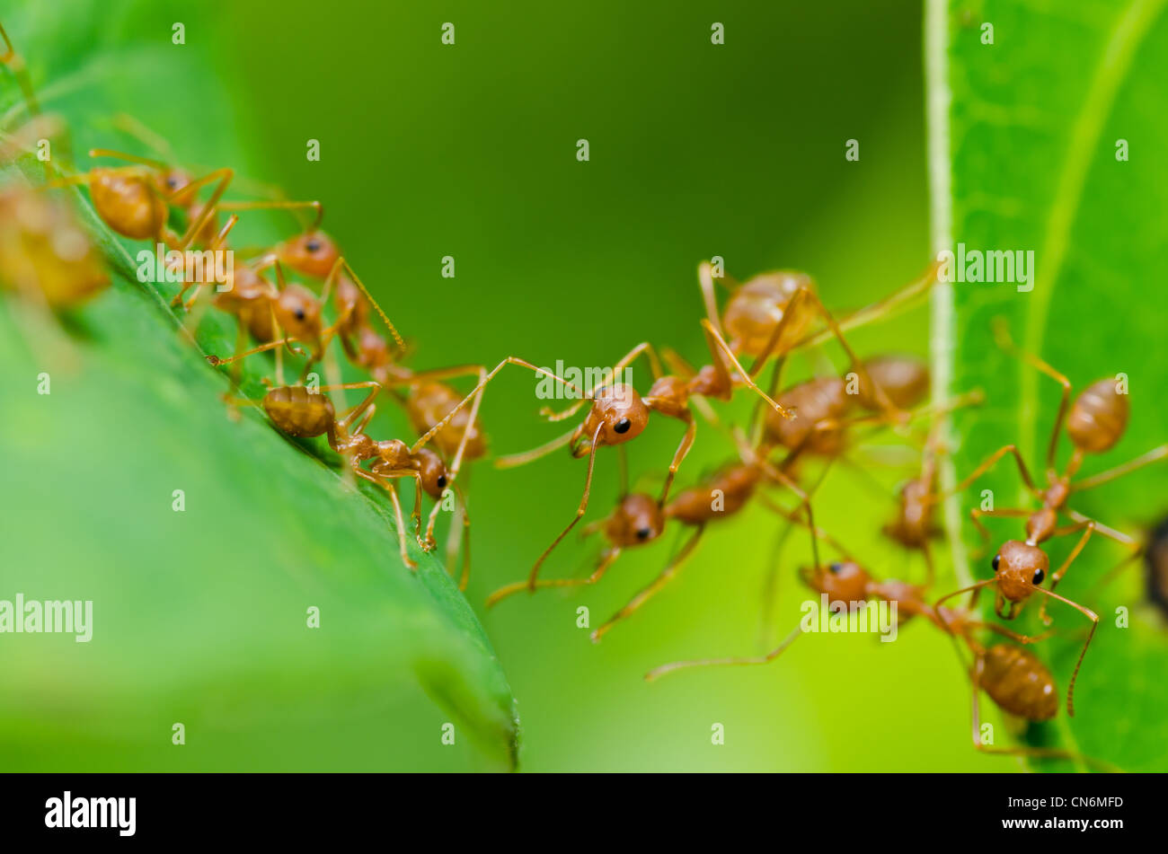 red ant in green nature or in forest Stock Photo