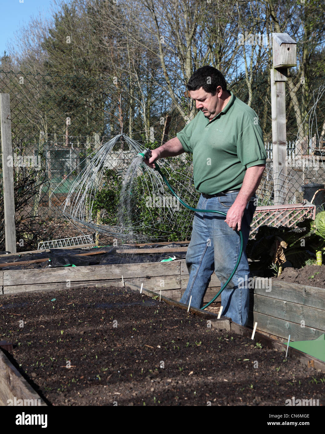 Mature man watering his allotment garden using a hose pipe and sprinkler, north east england UK Stock Photo