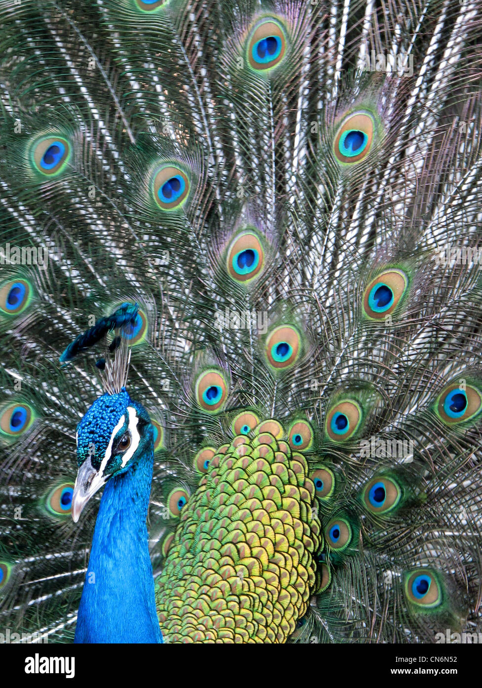A colorful Peacock with tail feathers spread showing spectacular plumage filling the entire frame of the photograph Stock Photo