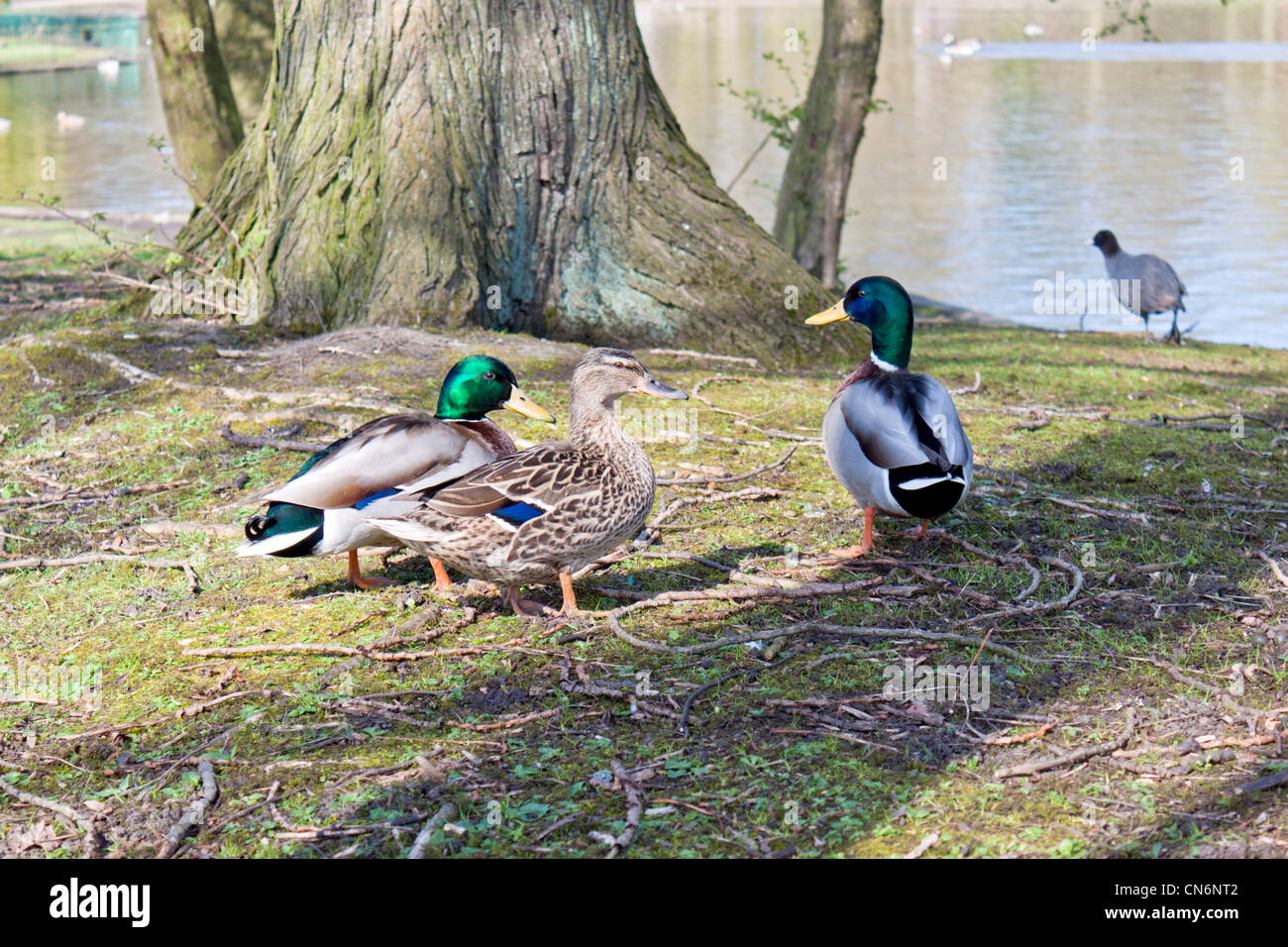 Ducks in Hanley park Stoke on Trent Stock Photo