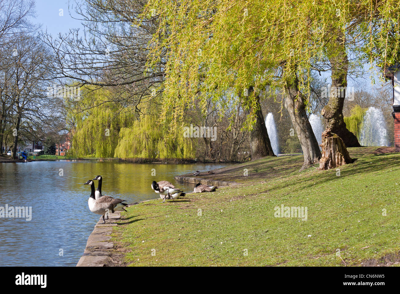 Canada Geese Seen in Hanley Park Stoke on Trent Stock Photo