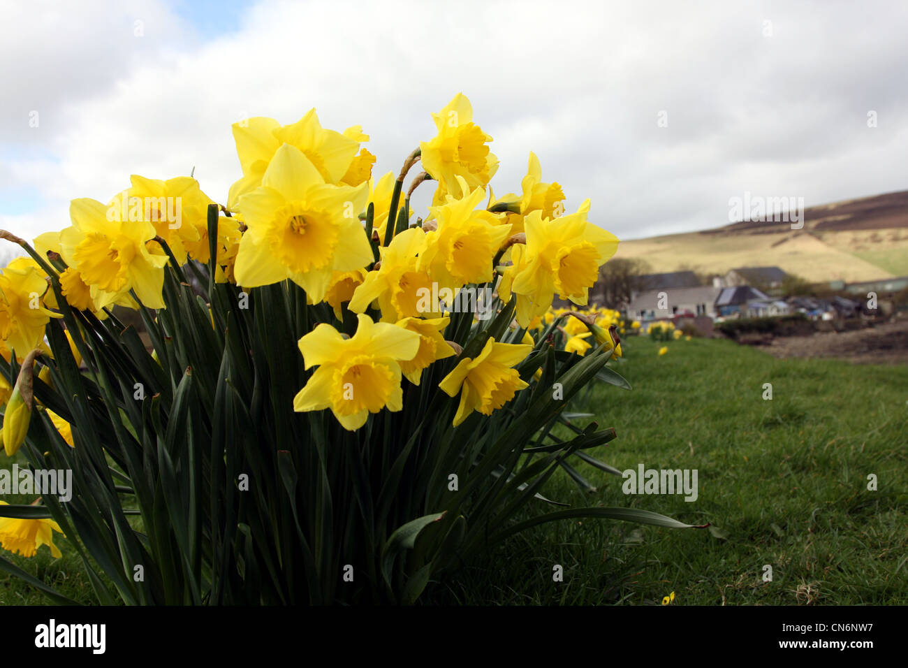 Daffodils in Full Bloom Stock Photo Alamy