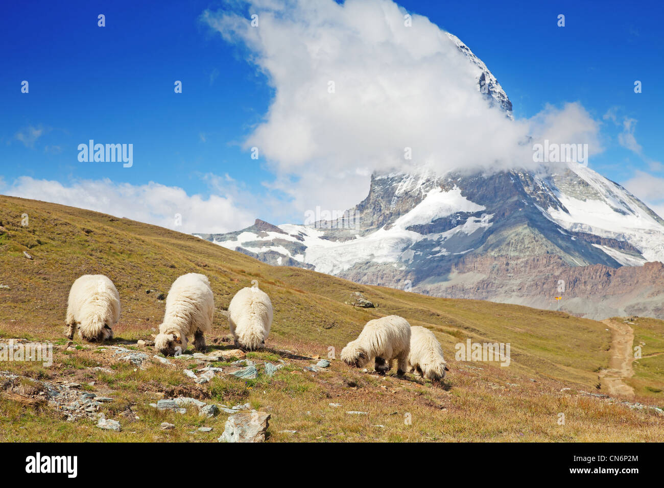 Small herd of sheeps in swiss alps Stock Photo - Alamy