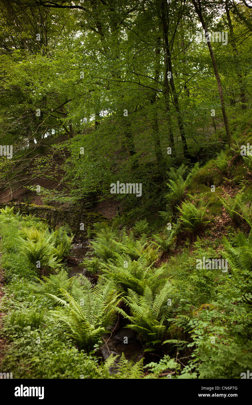 UK, Cumbria, Lake District, Tarn Hows, fern filled woodland glade Stock Photo