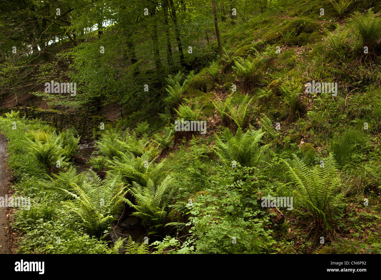 UK, Cumbria, Lake District, Tarn Hows, fern filled woodland glade Stock Photo