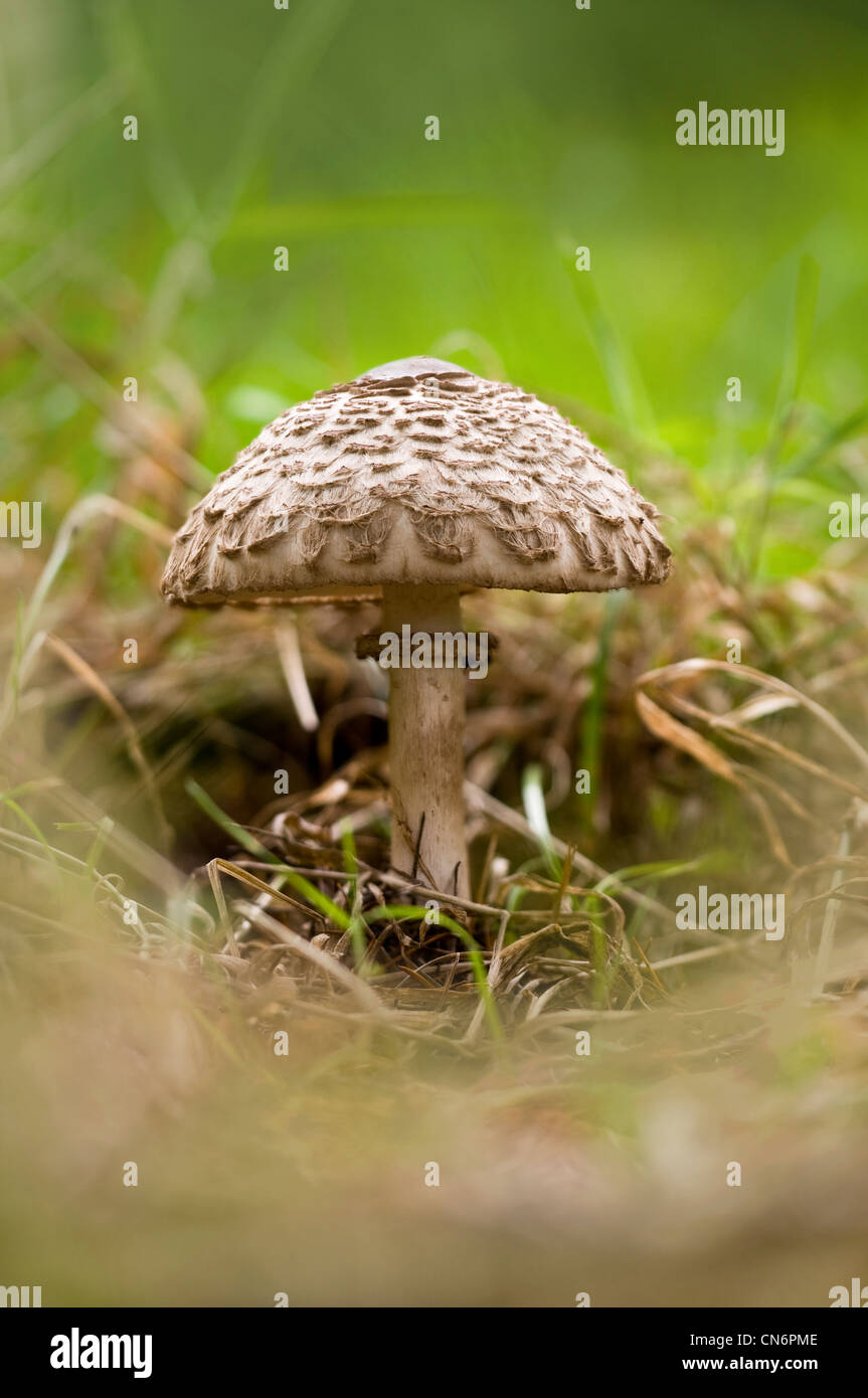 A shaggy parasol fungus, growing in long grass in Clumber Park, Nottinghamshire. October. Stock Photo