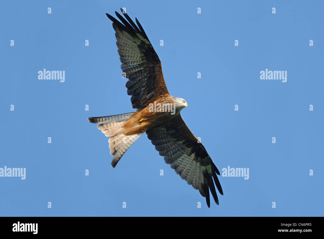 Red Kite (Milvus milvus) flying over a the Brecon Beacons Stock Photo