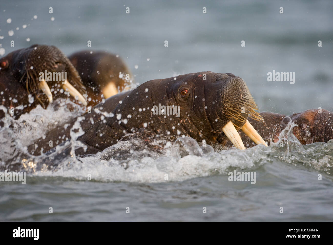 Walrus Splashing Norway, Svalbard, Delischoya Island, Walrus (Odobenus rosmarus ...