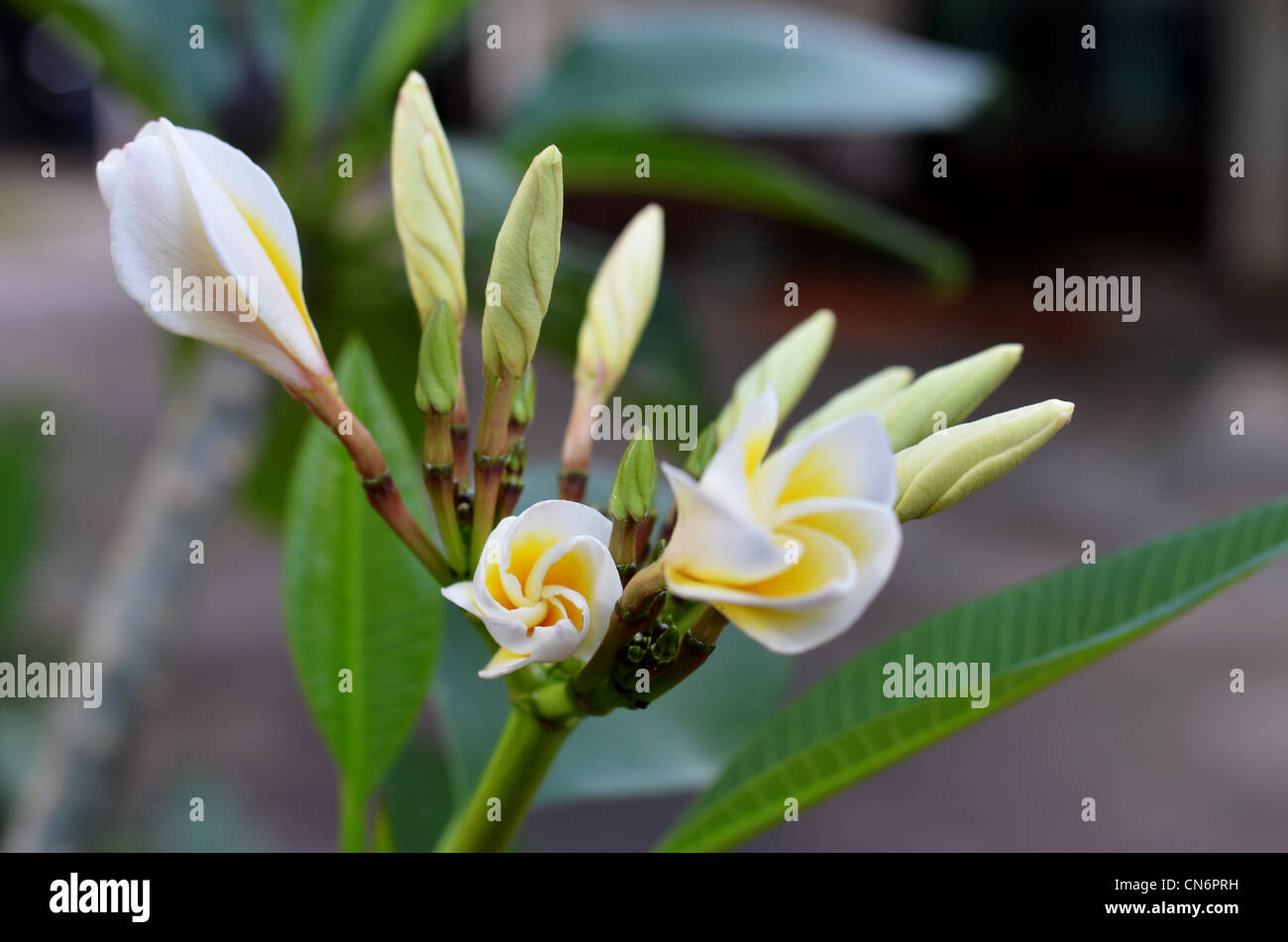 Close up of Plumeria flowers and buds Stock Photo Alamy