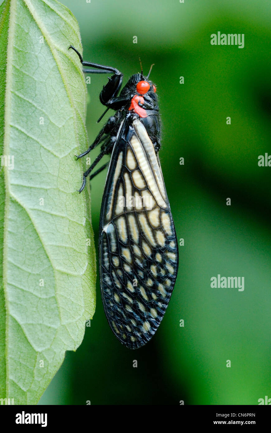 Exotic, brightly coloured Cicada in a Thai rainforest Stock Photo