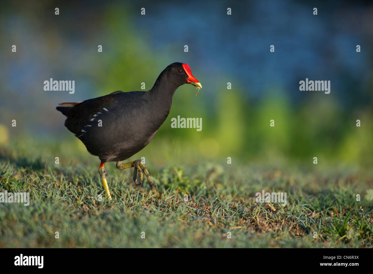 Moorhen feeding on the shores of the Haines Creek River in Lake County Leesburg, Florida USA Stock Photo