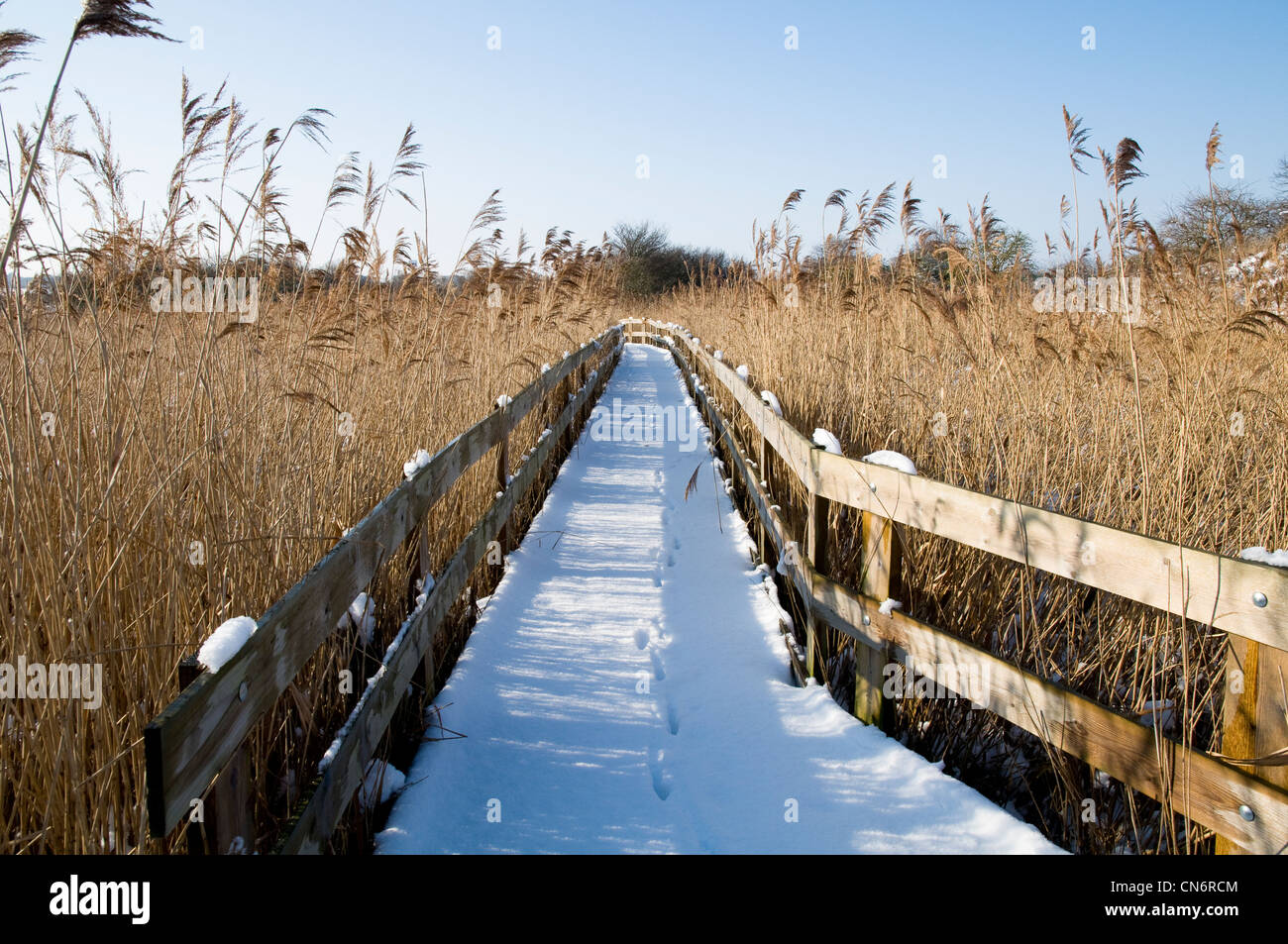 Fox footprints in the snow covering the reedbed boardwalk at Crossness Nature Reserve, Bexley, Kent. February. Stock Photo